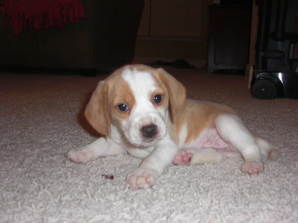 宠物养护 - Lola, My Beagle Puppy
