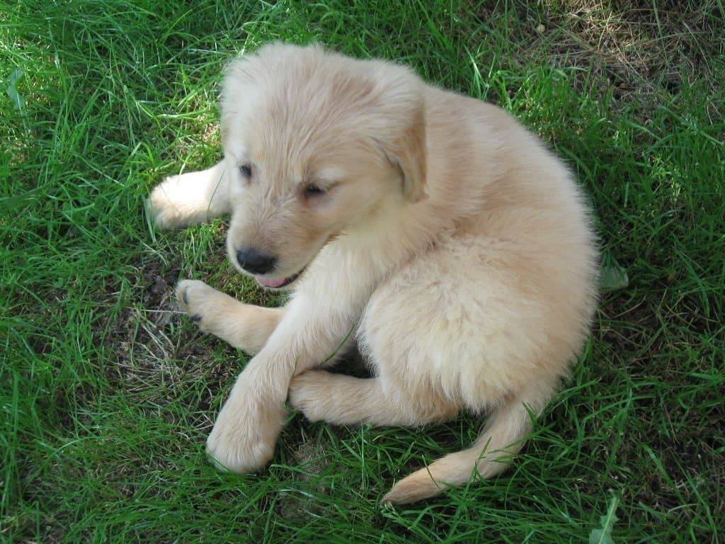 宠物养护 - Puppy!