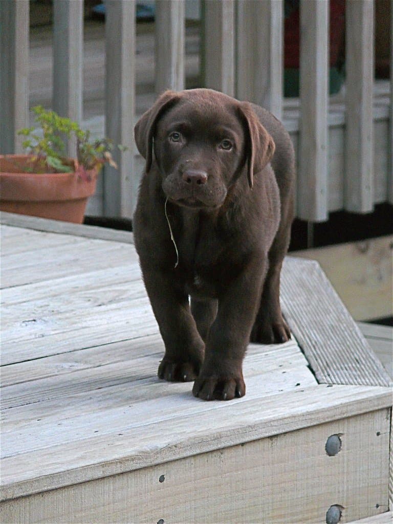 宠物养护 - puppy Campbell