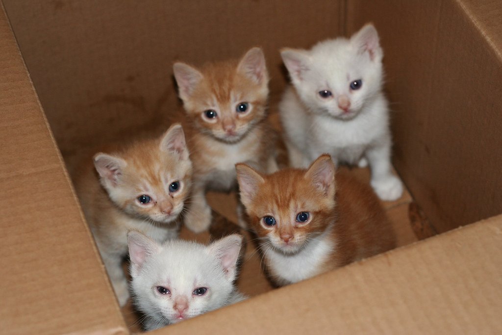 宠物养护 - Kittens