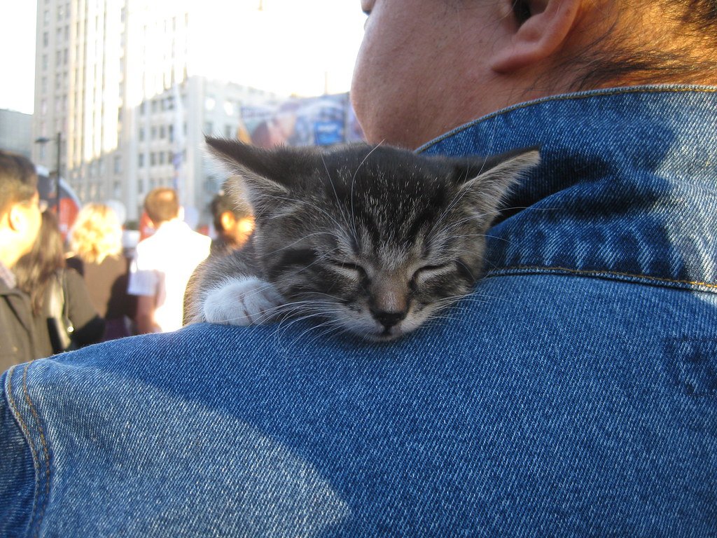 宠物养护 - Kitten