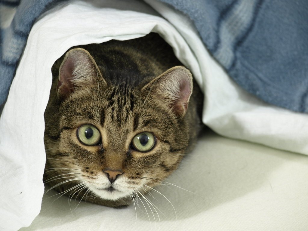 宠物养护 - Misko The Cat
