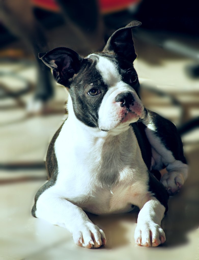 宠物养护 - Patti's Pet perfection