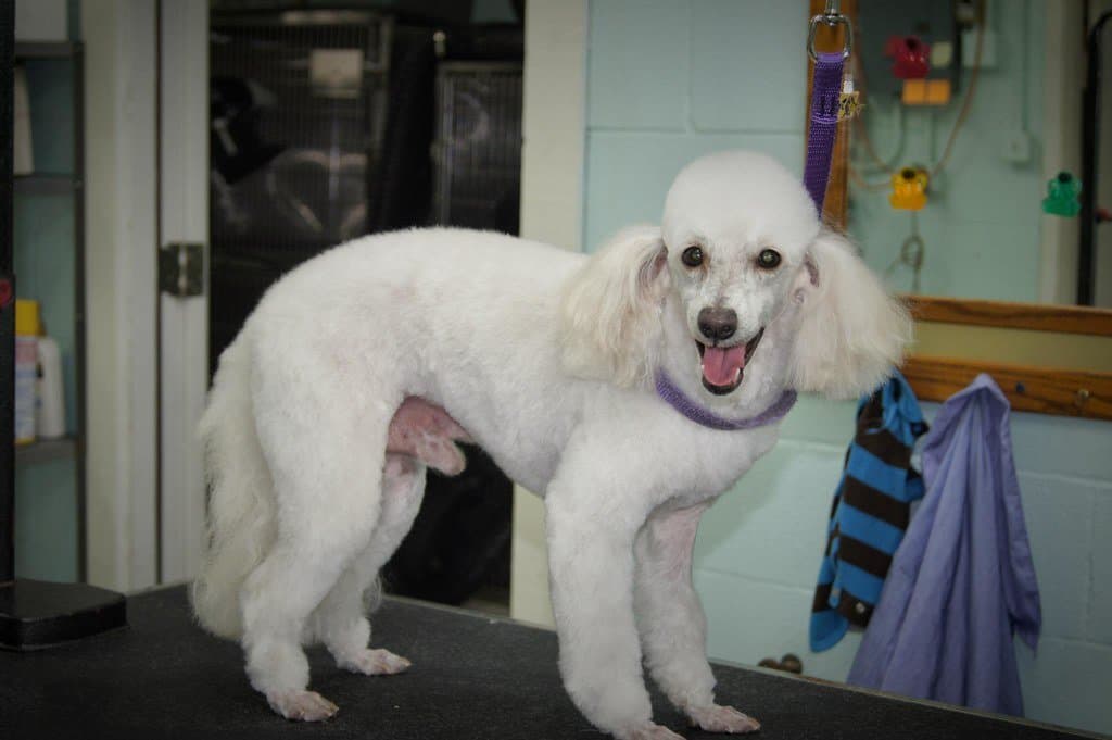 宠物养护 - Patti's Pet perfection