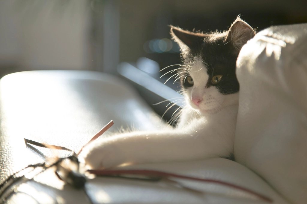 宠物养护 - Free cat playing toy image