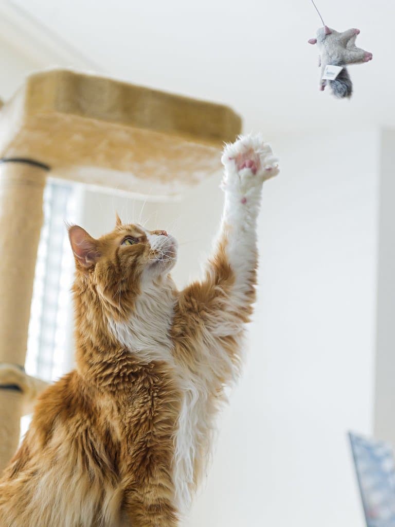 宠物养护 - Chicago trying to catch the flying squirrel!