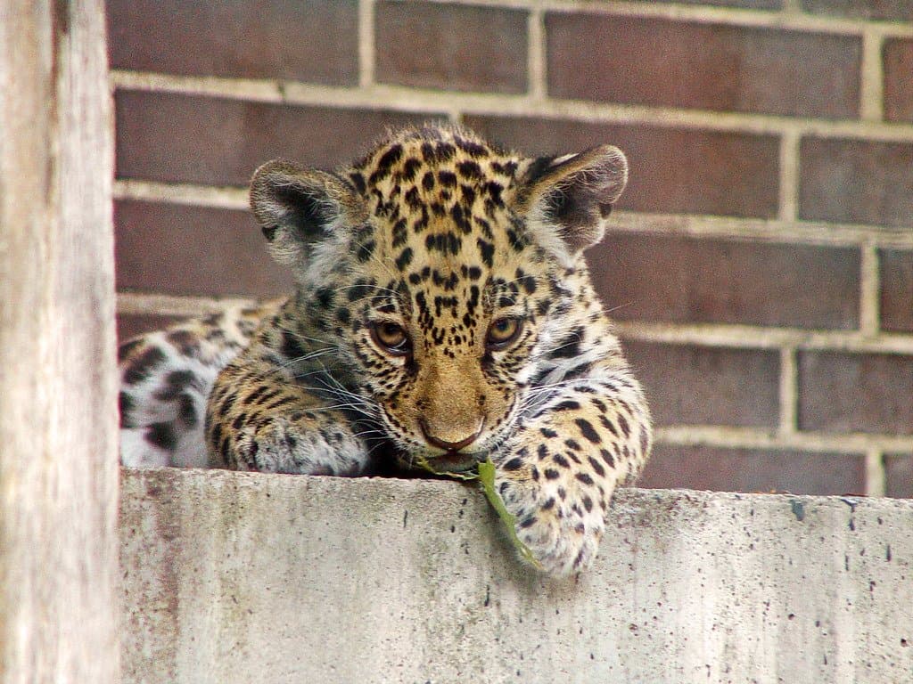 宠物养护 - Don't look to me like that!