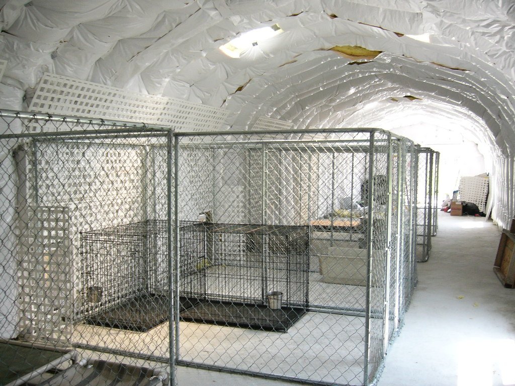 烟台犬舍探访:专业犬舍推荐