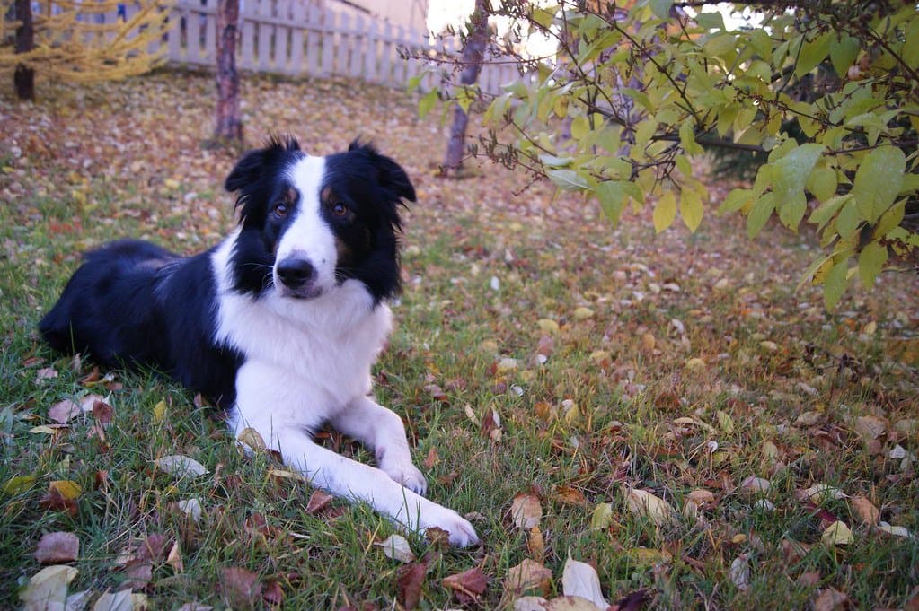 犬舍养犬 - Border Collie Dog