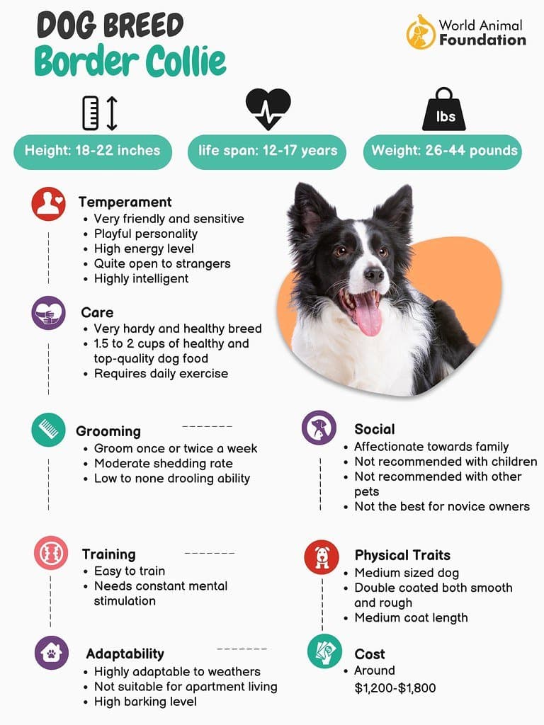 犬舍养犬 - Border Collie Dog Breed