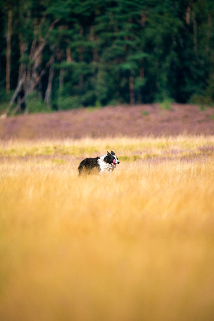 犬舍养犬 - Border Collie Dog running through Heath - 20240828-A9_03140