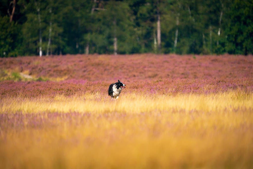 犬舍养犬 - Border Collie Dog running through Heath - 20240828-A9_03114