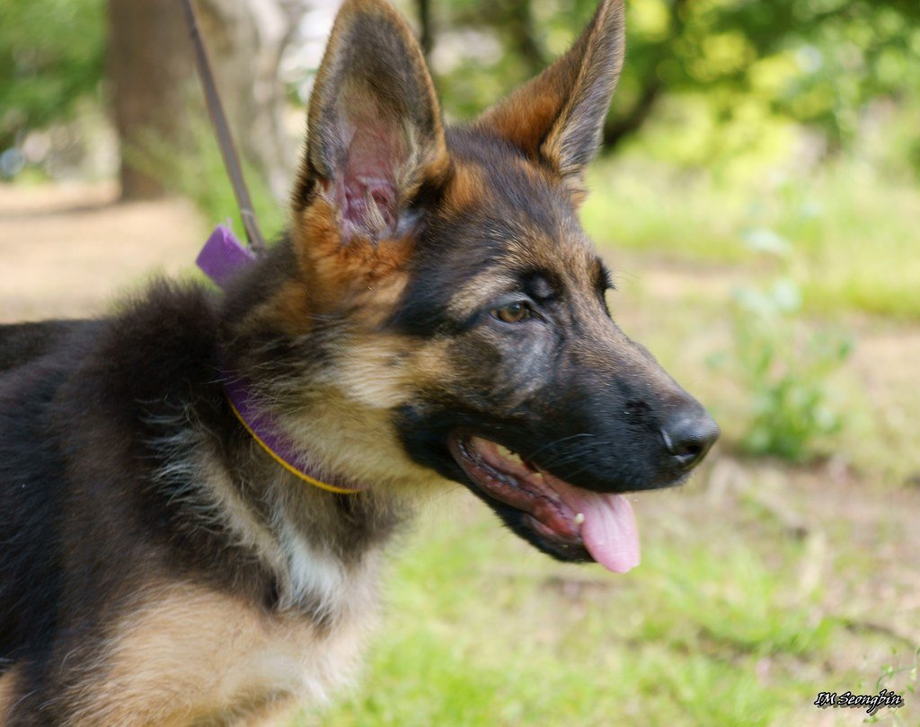犬舍养犬 - German Shepherd Dog (독일 양몰이개)