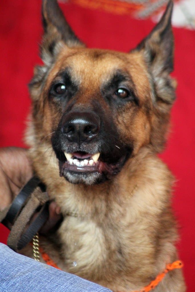 犬舍养犬 - 3050-german-shepherd-dog-2