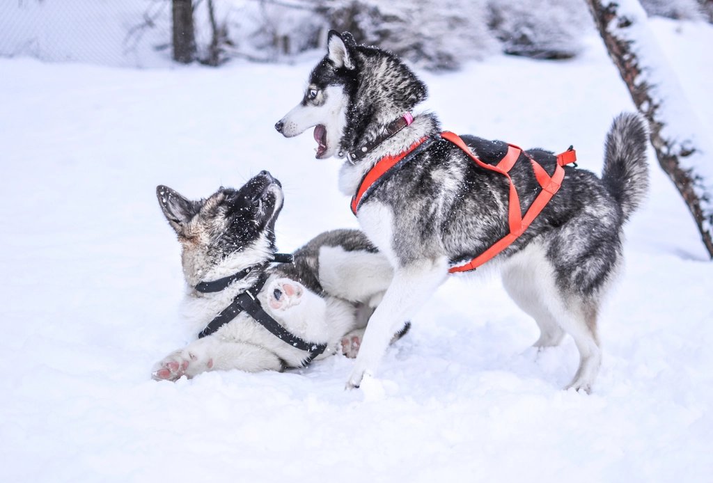 CKU注册犬舍怎么选?