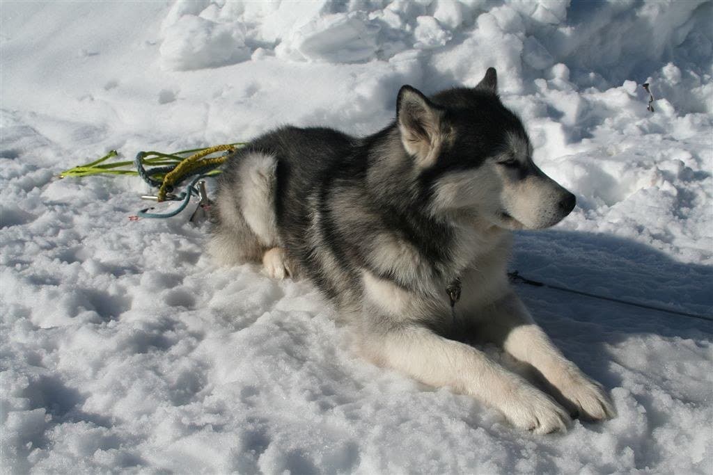 犬舍养犬 - Husky dog