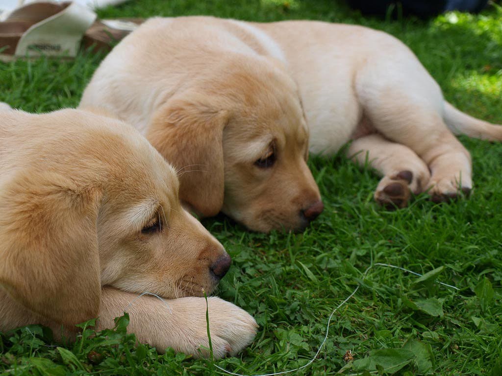 犬舍养犬 - Labrador-Puppy