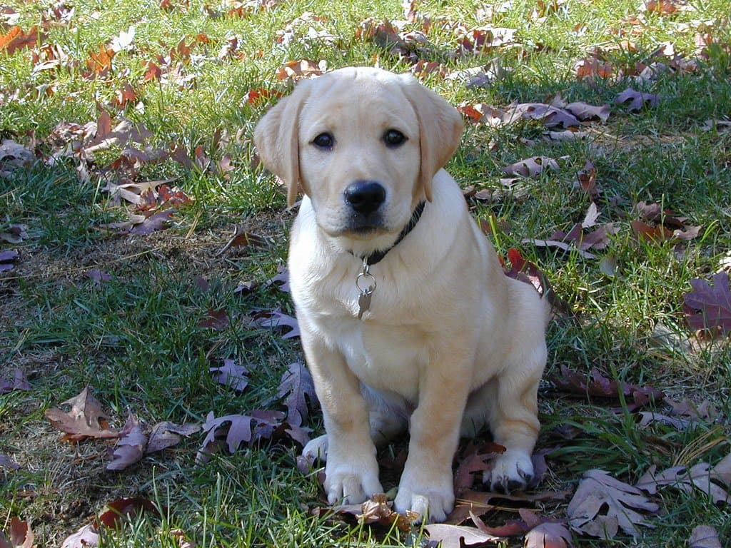 犬舍养犬 - Rio as a pup